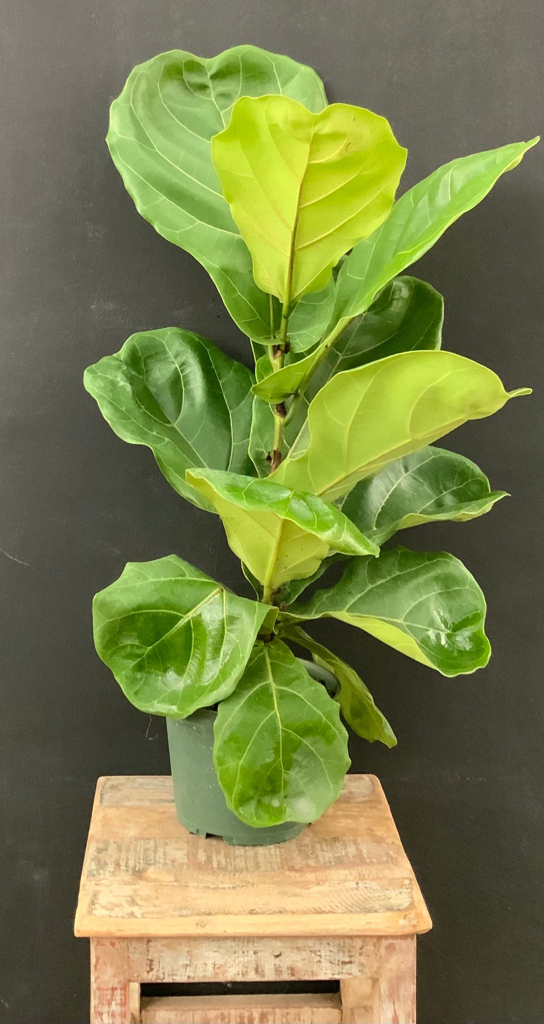 8in Fiddle Leaf Fig (Multitrunk)