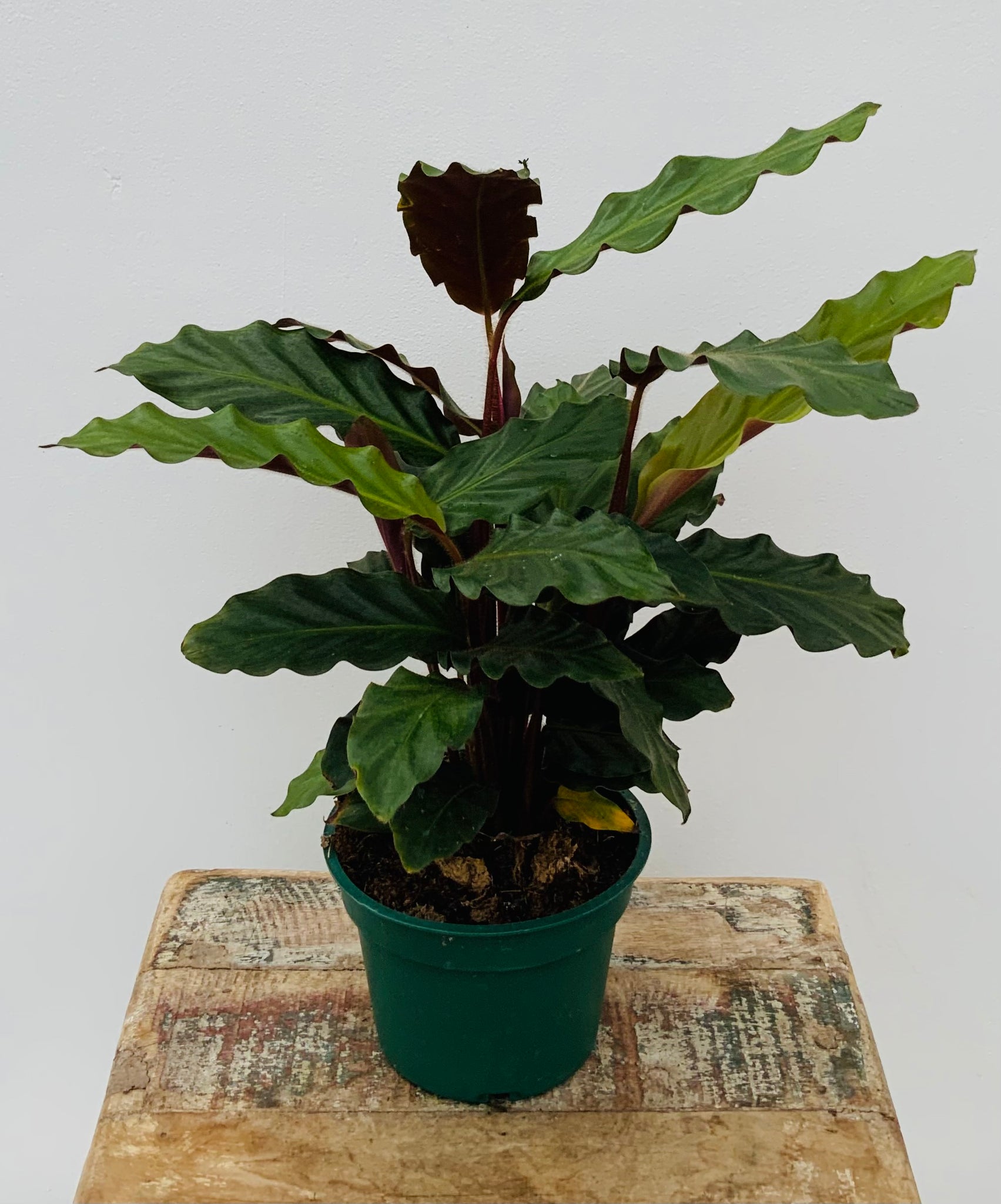 4in Calathea Rufibarba