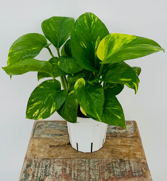 Golden Pothos