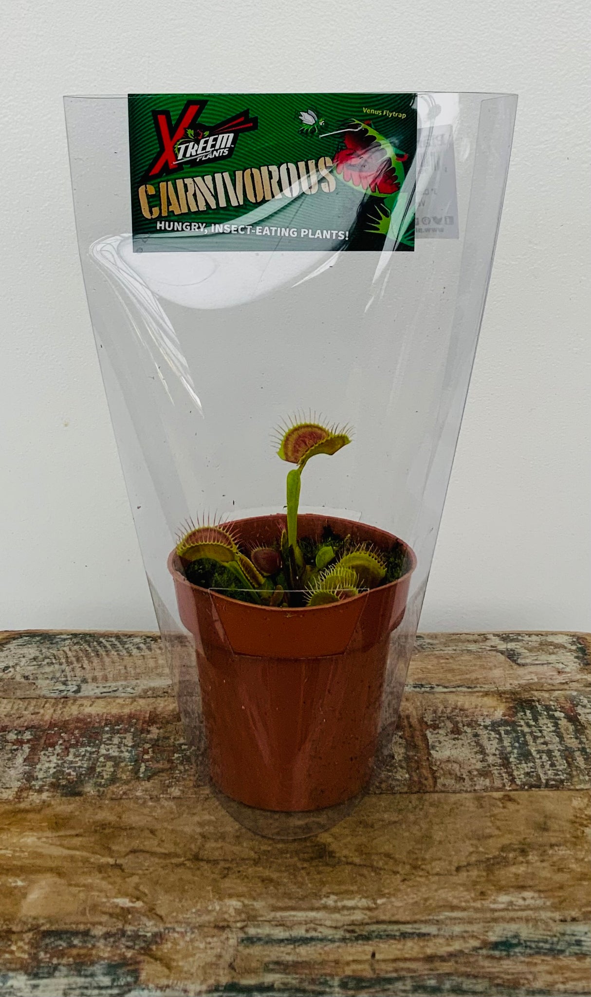 3in Venus Flytrap ‘Dionaea Muscipula’