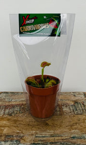 3in Venus Flytrap ‘Dionaea Muscipula’