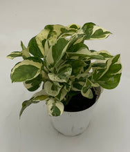 Load image into Gallery viewer, Pothos 'N Joy'
