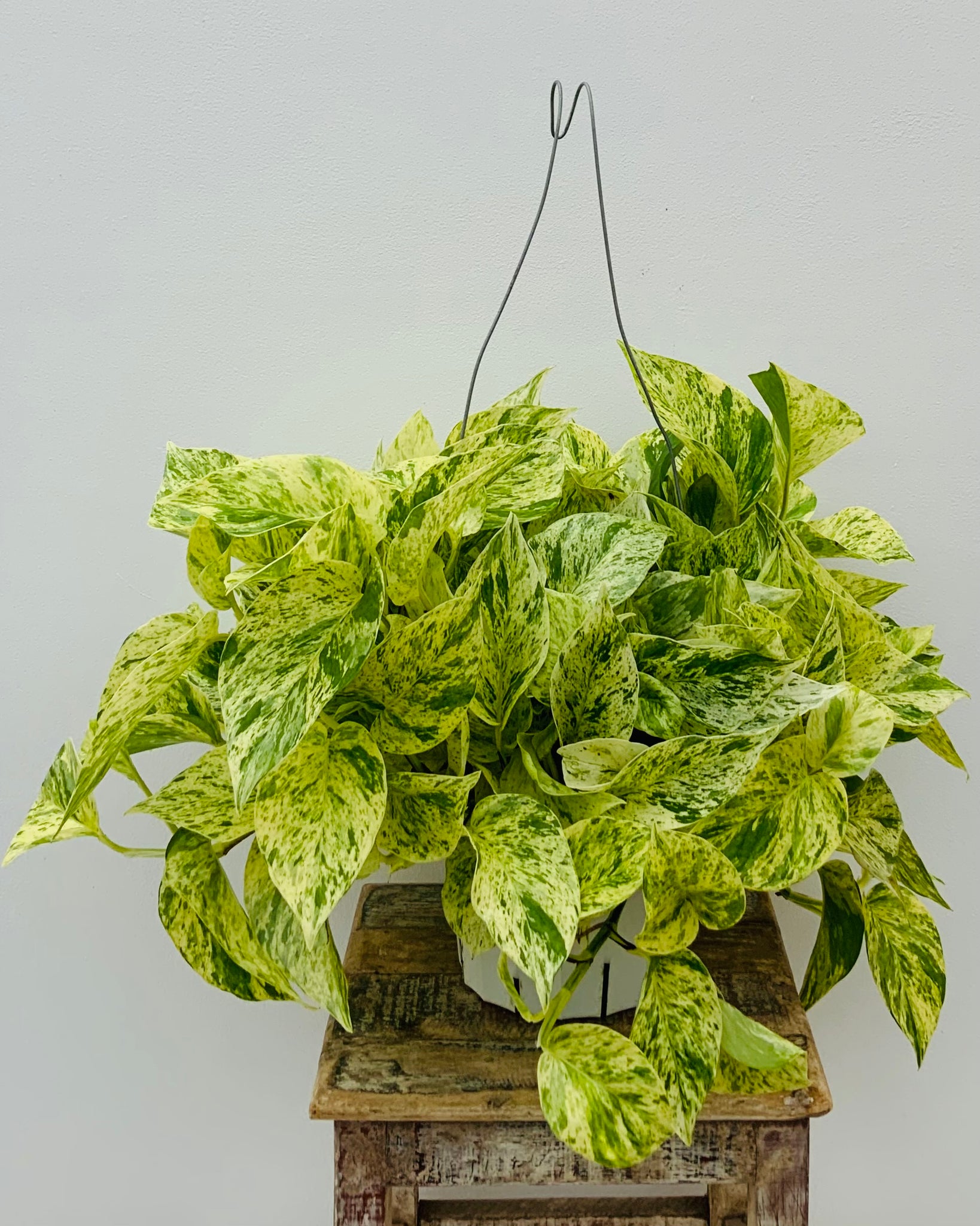 Pothos Snow Queen