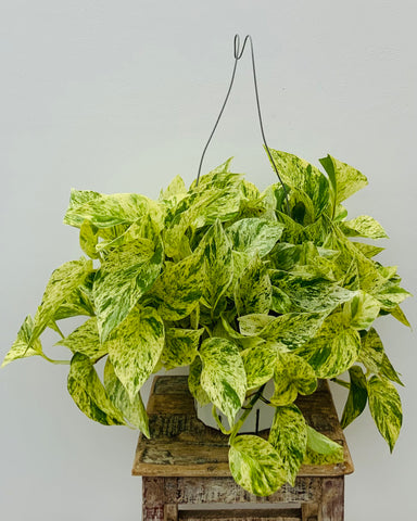 Pothos Snow Queen