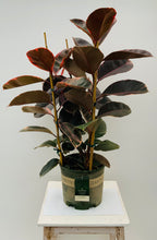 Load image into Gallery viewer, 6&quot; Ruby Rubber Plant
