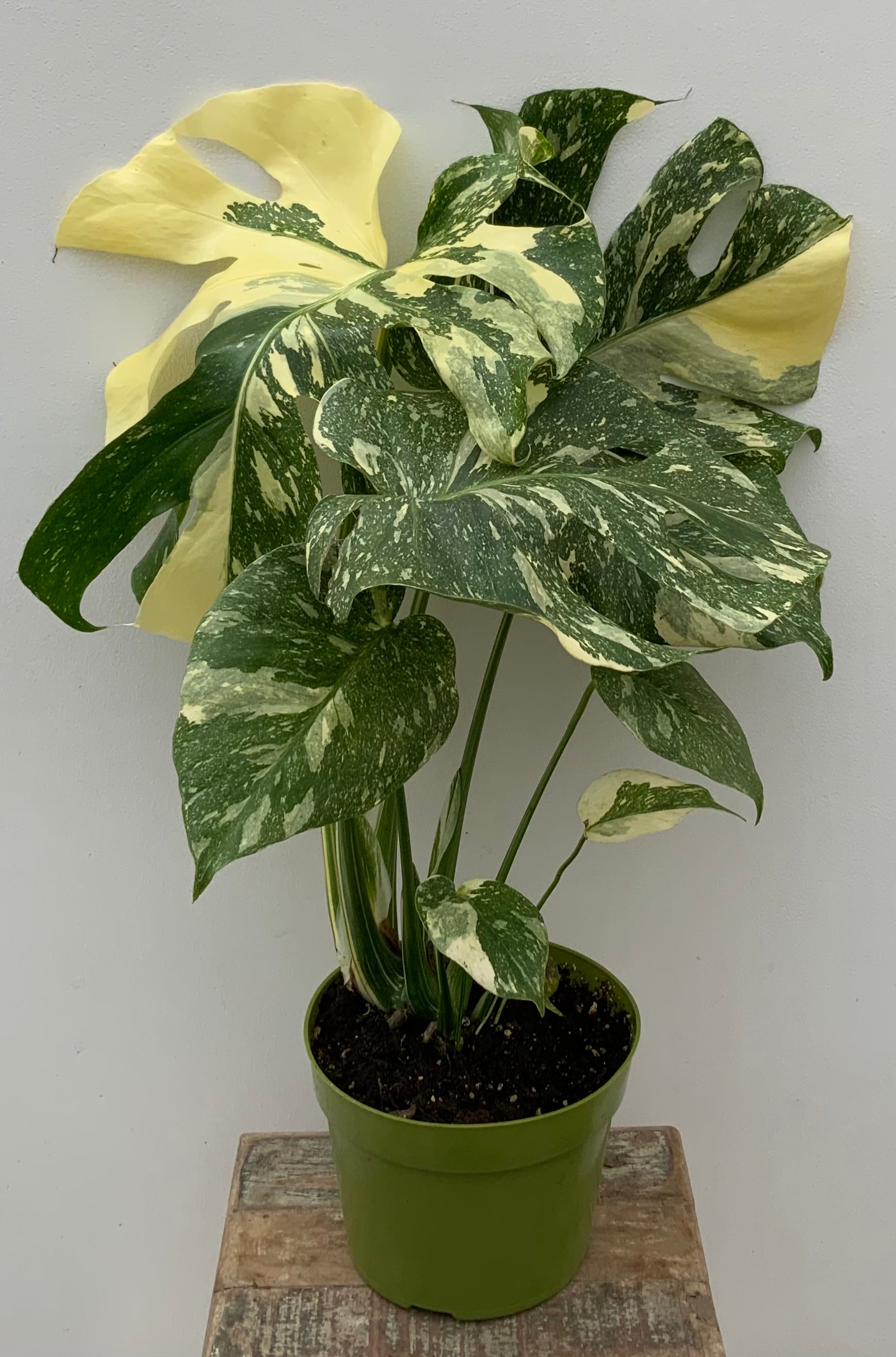 Large Indoor Houseplants – The Plant Stand of Arizona
