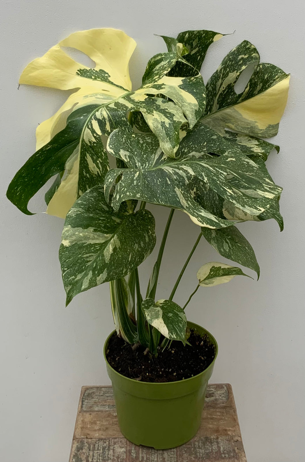 モンステラ タイコンステレーション（Thai Constellation） Monstera Deliciosa Thai Constellation | Arizona Nursery – The