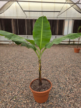 Load image into Gallery viewer, 14″ Assorted Banana Trees BOGO FREE ** Mix and Match**
