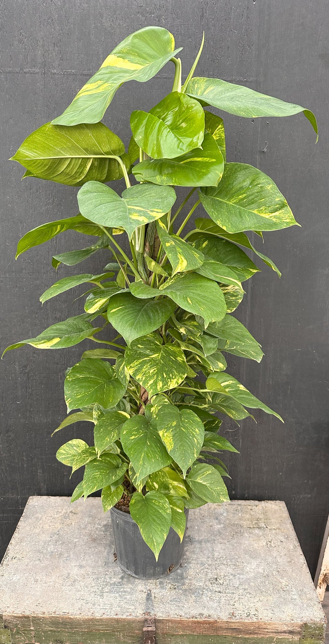 10" Premium Golden Pothos Totem