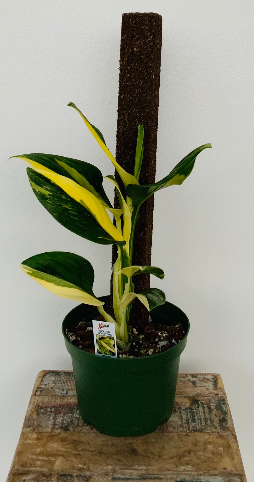 6in Golden Monstera Standleyana Variegated on Stake