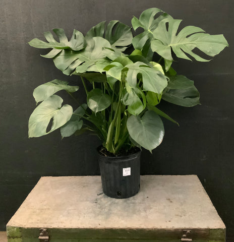 5gl Monstera Delicosa