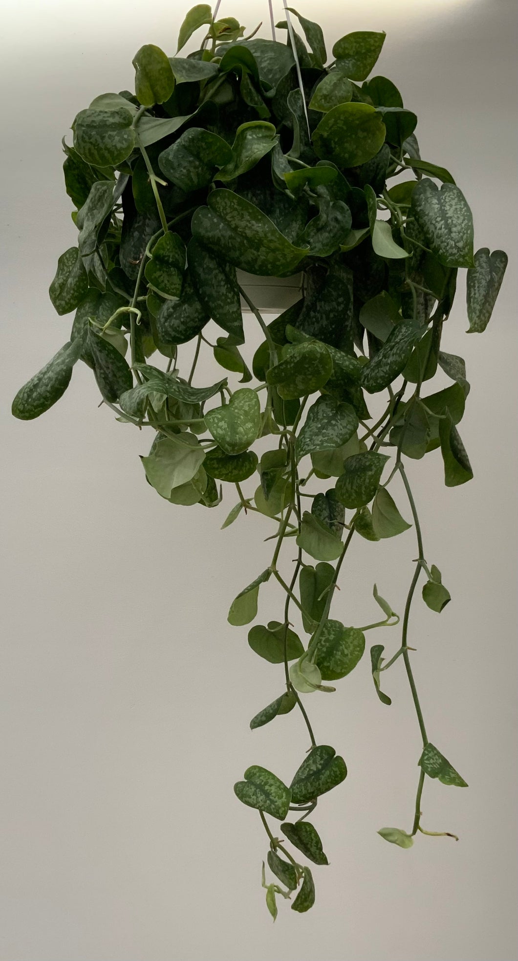 8in Silver Satin Scindapsus Hanging Basking