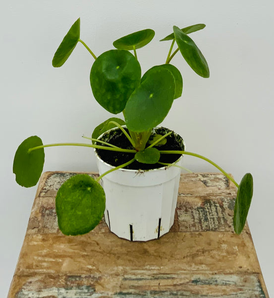 Pilea Peperomioides