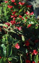 Load image into Gallery viewer, 14 Inch Premium Blooming Begonias
