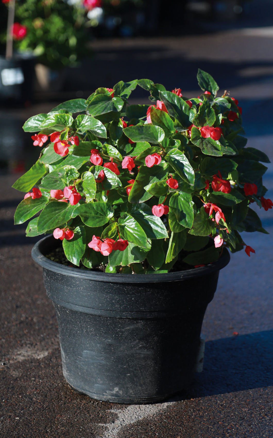 14 Inch Premium Blooming Begonias