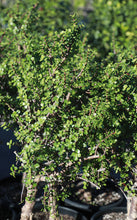 Load image into Gallery viewer, 14 Inch Elephant Food Tree
