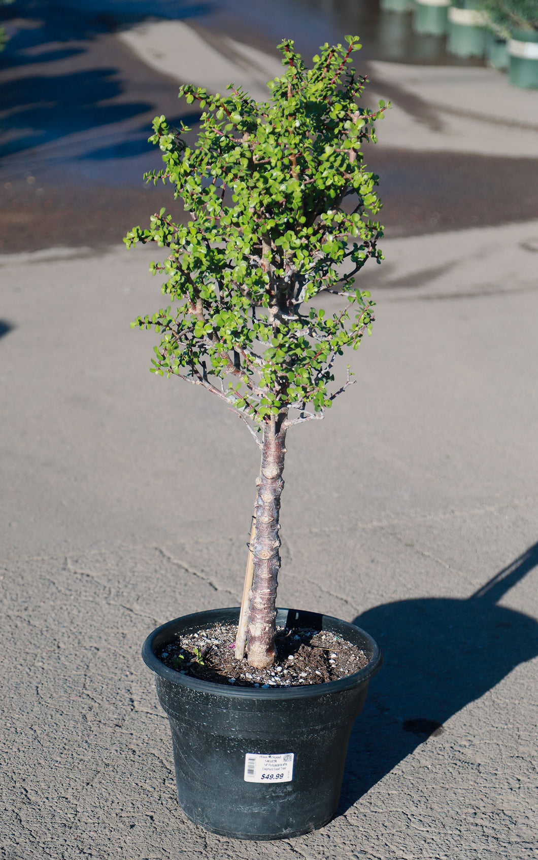 14 Inch Elephant Food Tree