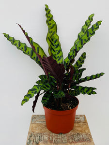Rattlesnake Calathea