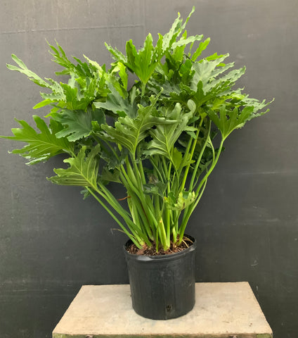 5gl Philodendron Selloum ‘Lickety Split’