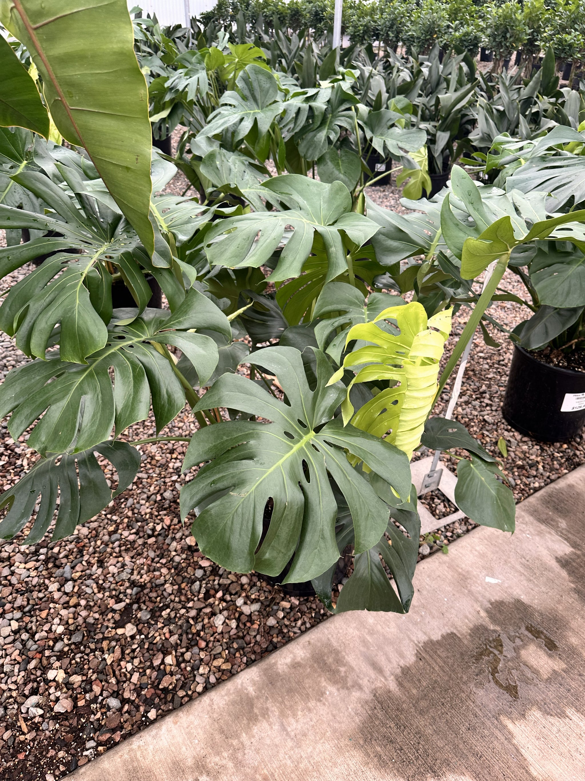 Indoor House Plants | Tropical & Low-Light | Plant Stand AZ – Page