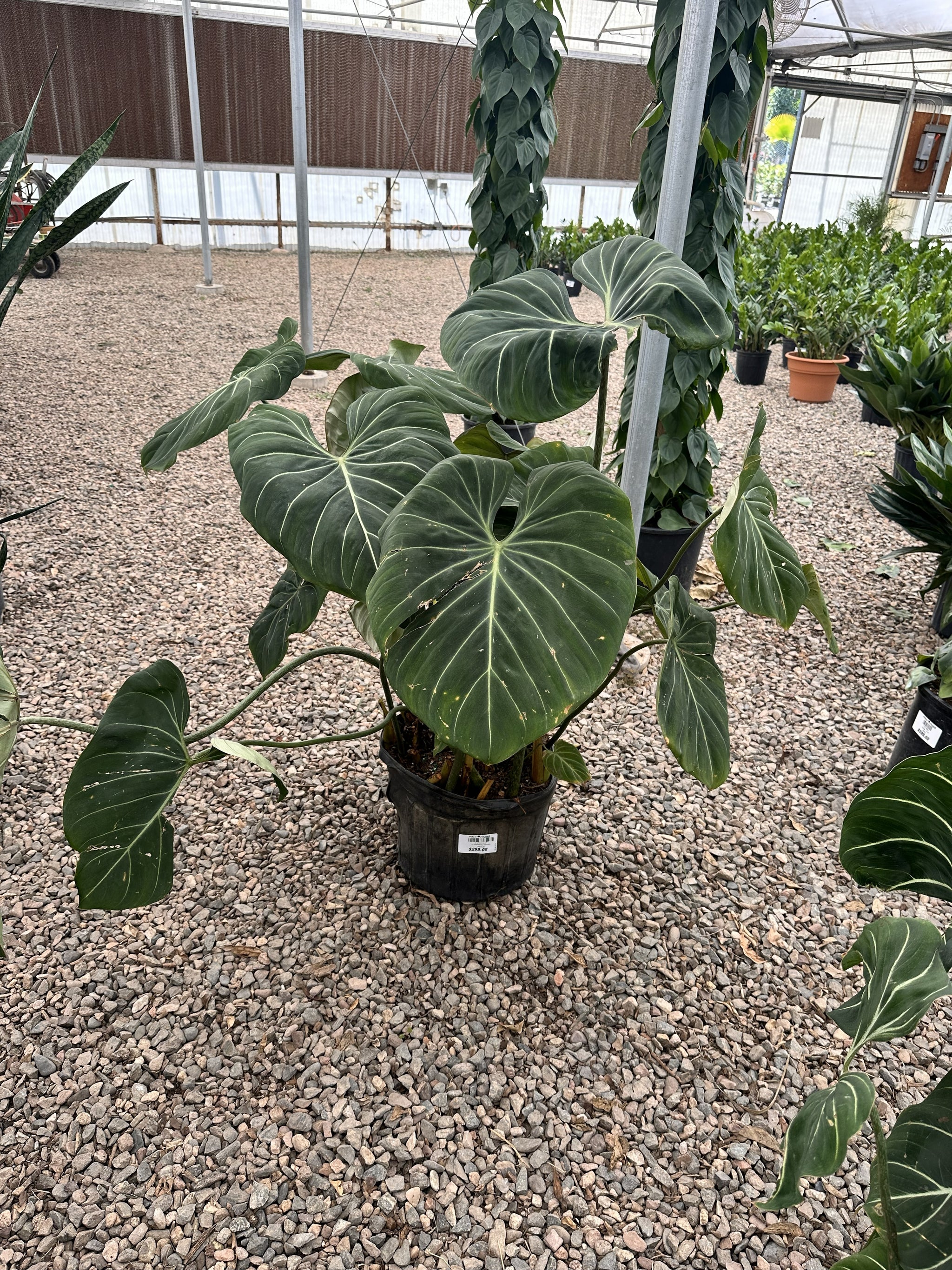 Indoor House Plants | Tropical & Low-Light | Plant Stand AZ – Page