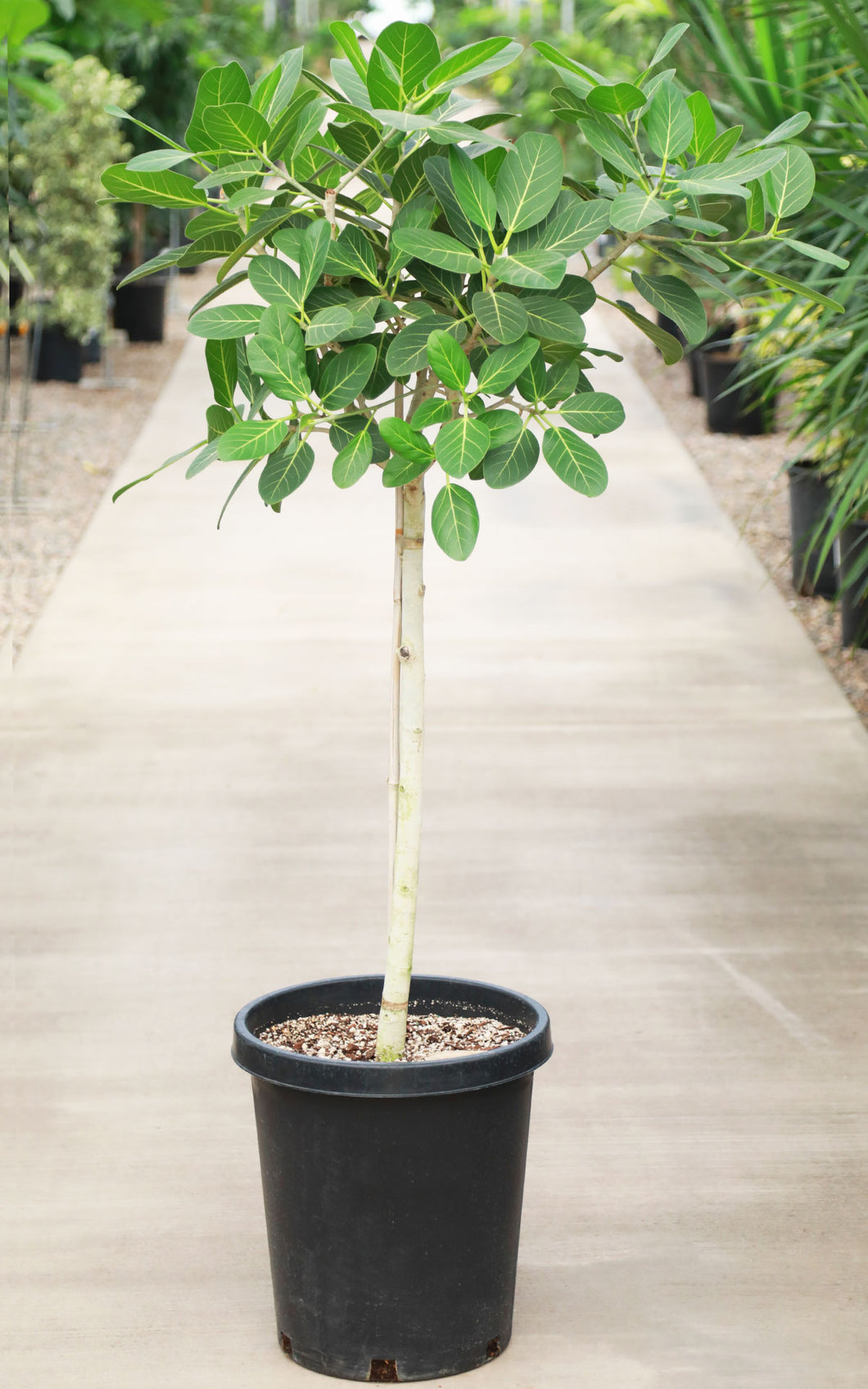 15 Gallon Ficus Audrey Standard *Pick-up Only*