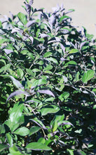 Load image into Gallery viewer, 15 Gallon Purple Vitex
