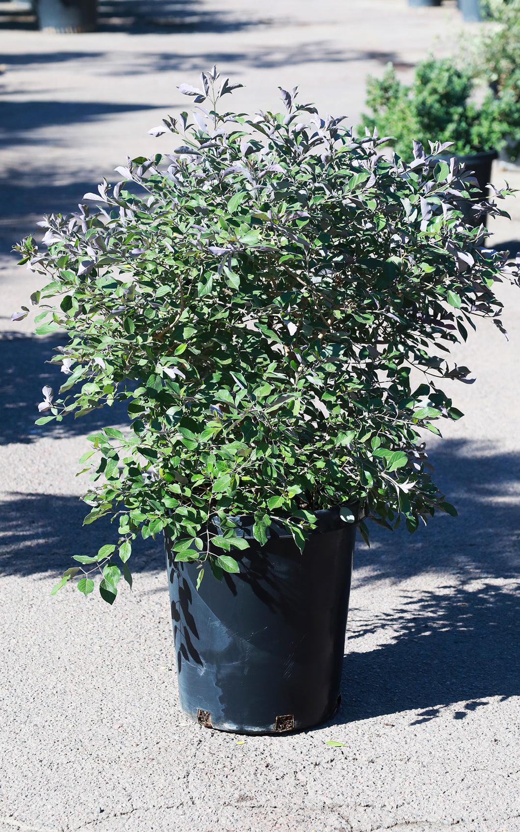 15 Gallon Purple Vitex