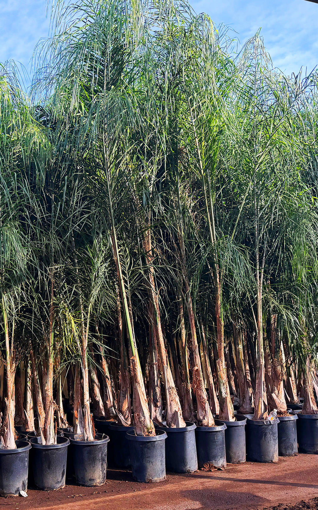 15 Gallon Queen Palm