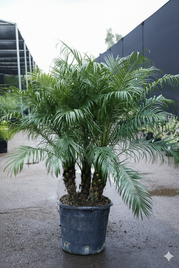 15 Gallon Pygmy Date Palm - Potted palm tree on a concrete surface with a building in the background
