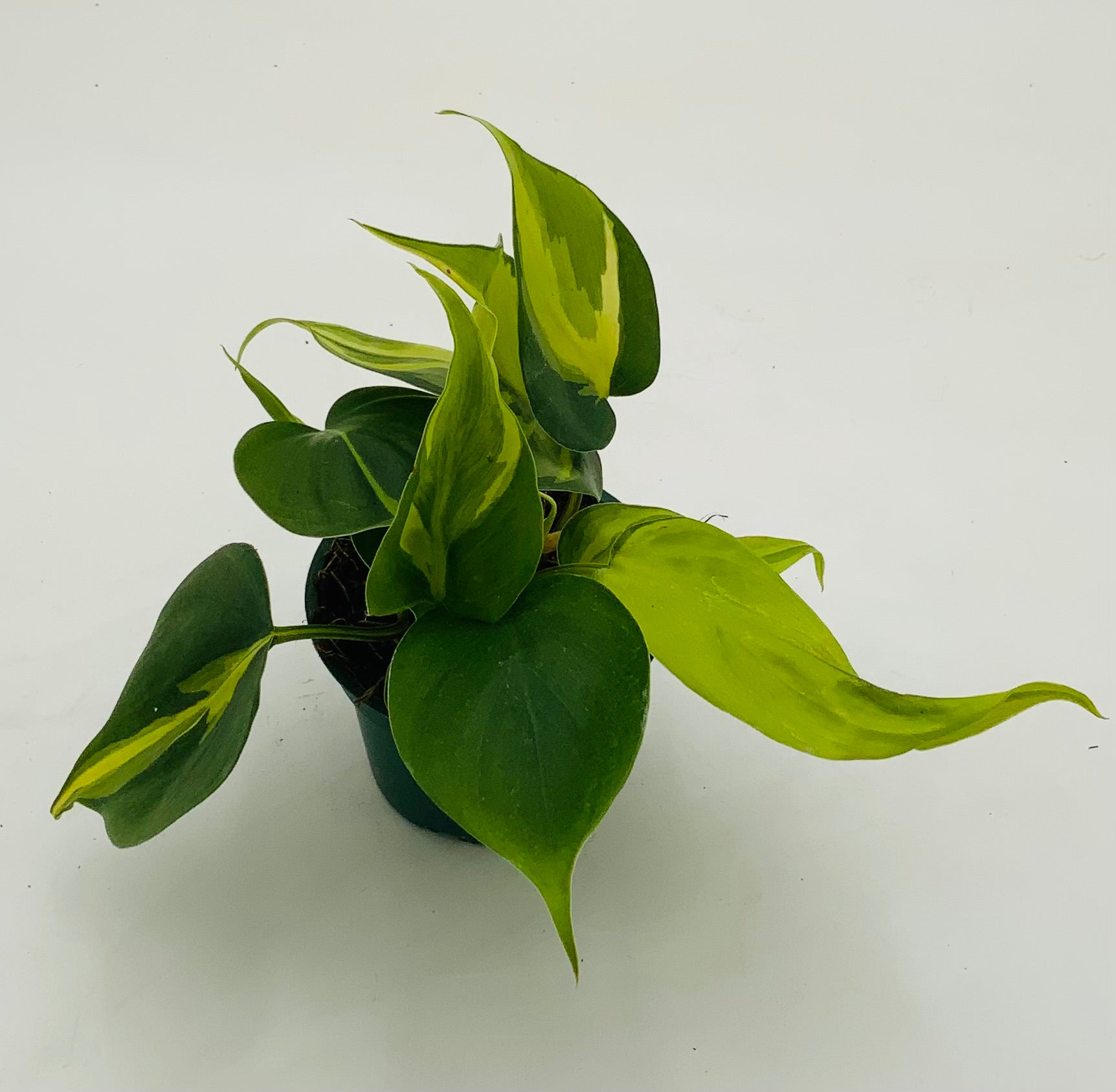 Philodendron 'Brasil' – The Plant Stand of Arizona