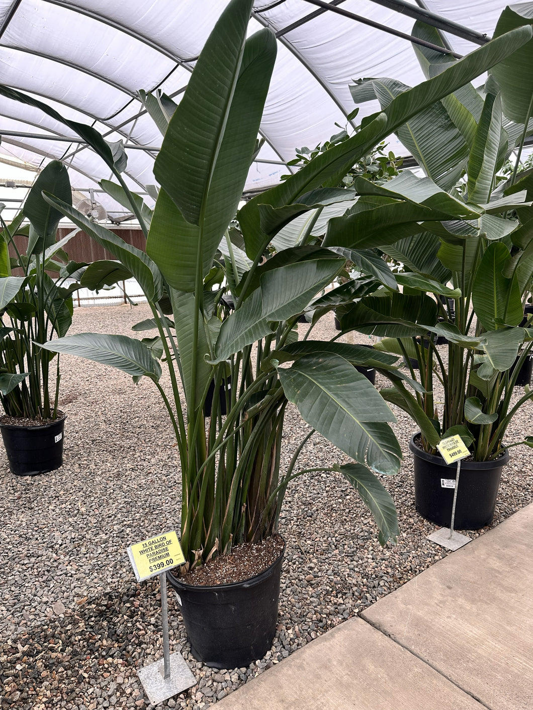 strelitzia nicolai white bird of paradise 15gal Premium White Bird of Paradise *7ft Tall* – The Plant Stand of Arizona