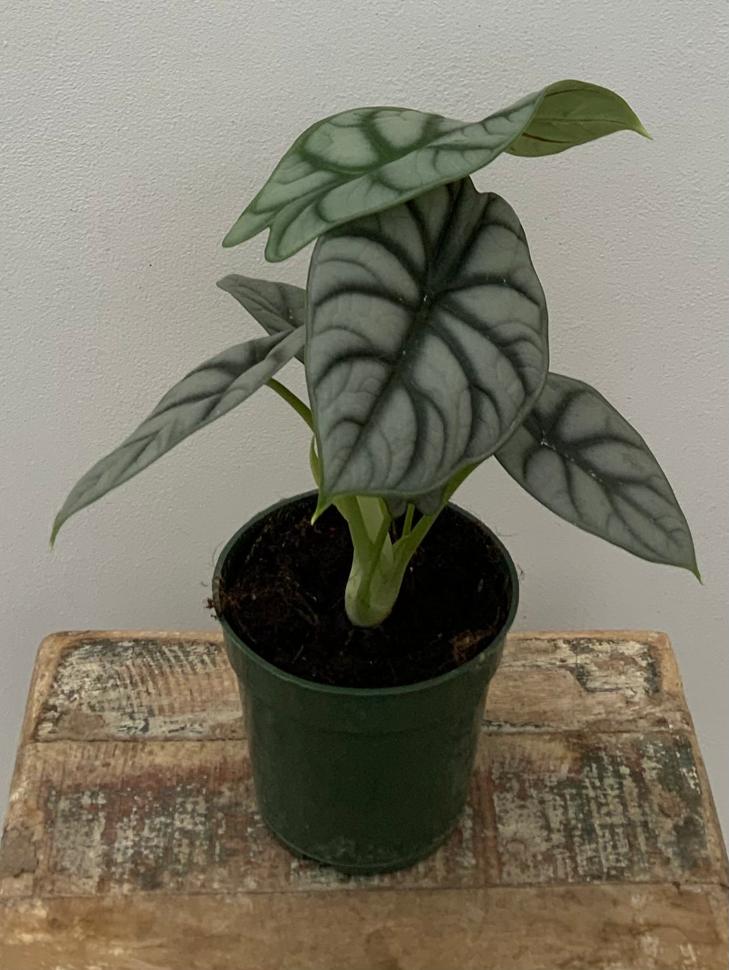 Alocasia Silver Dragon