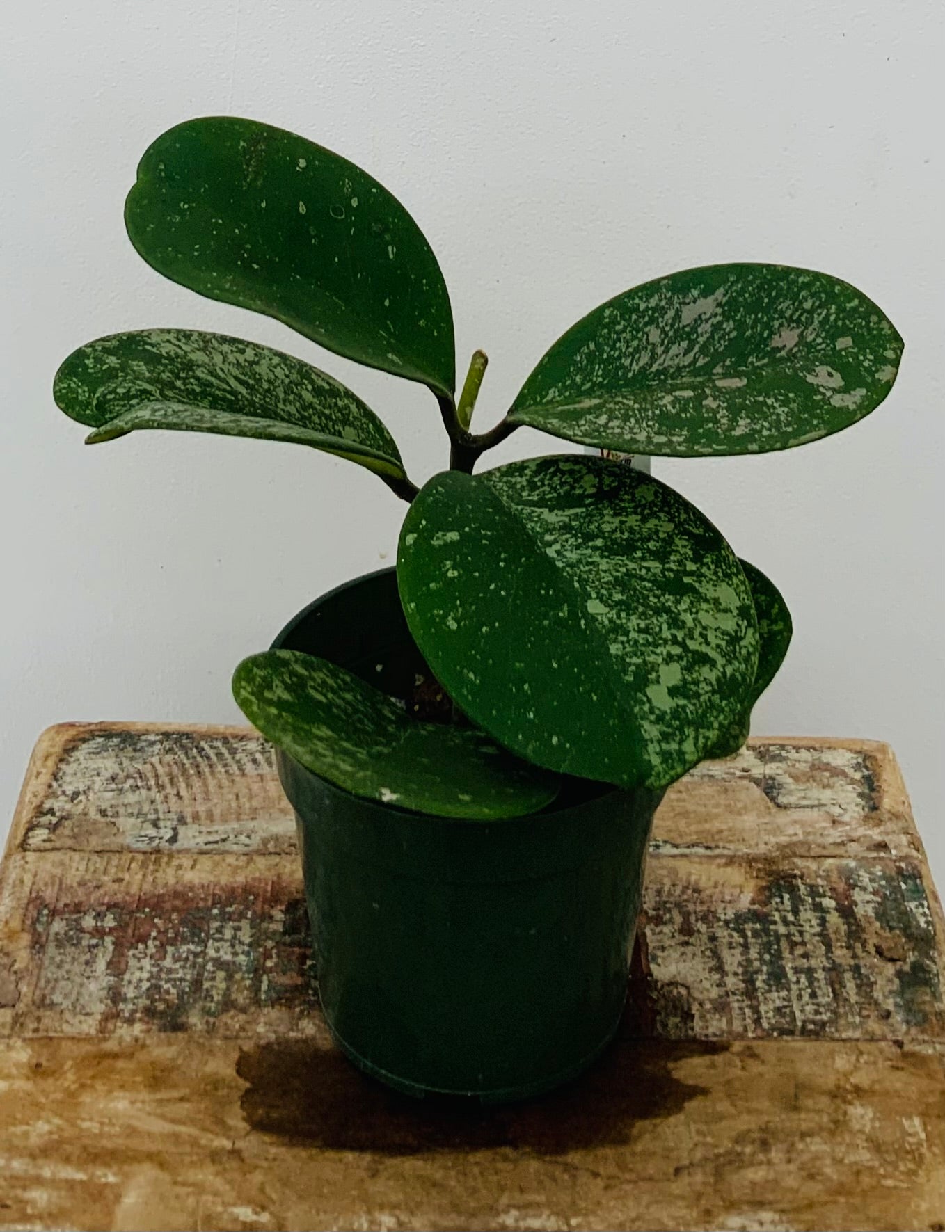 4in Hoya Obovata “Pink Splash’