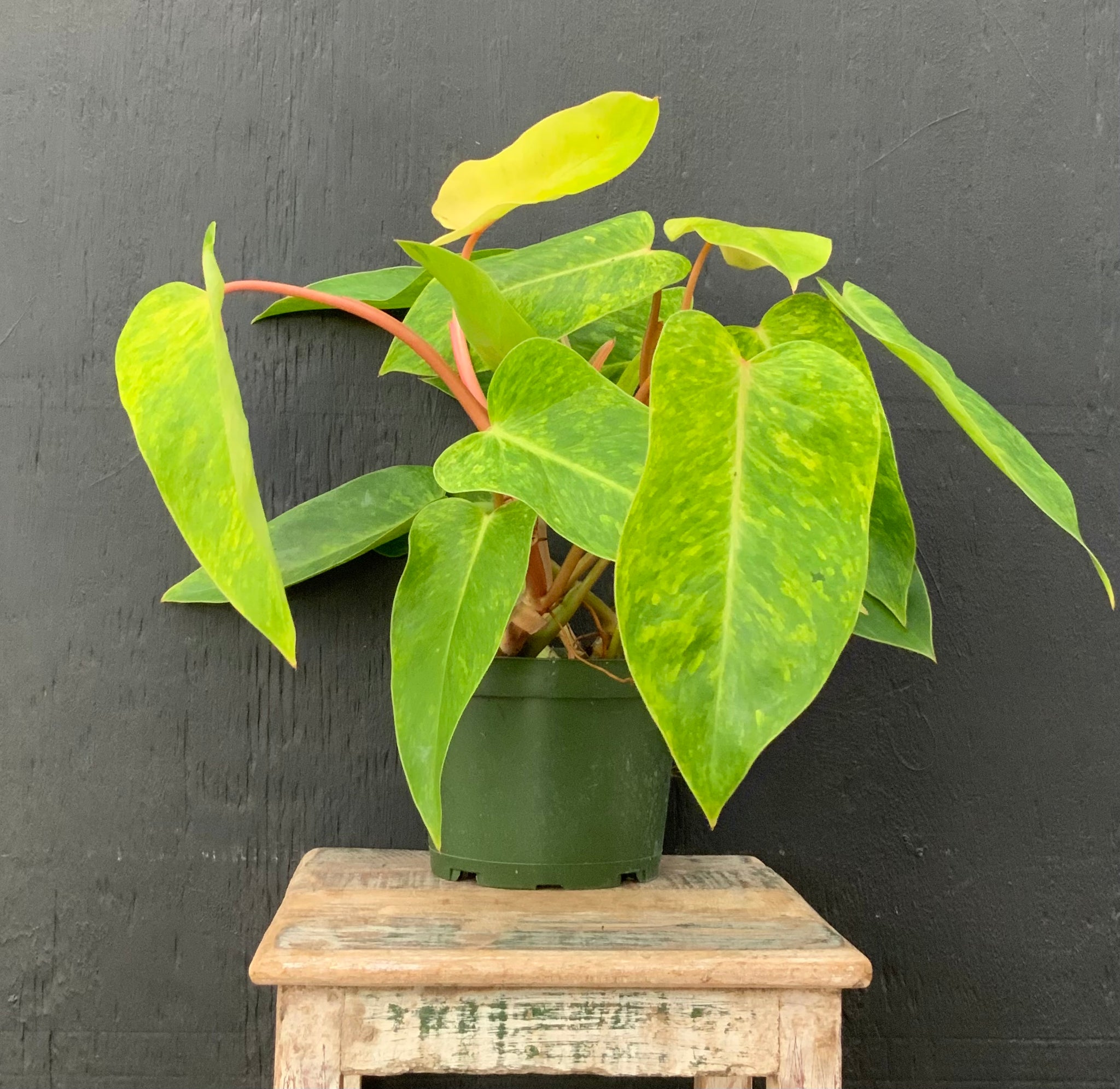 Philodendron Painted Lady