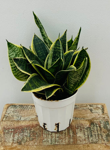 4in Sansevieria Golden Hahnii