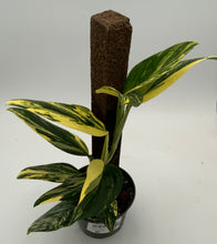 Load image into Gallery viewer, 6in Golden Monstera Standleyana Variegated on Stake
