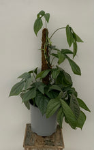 Load image into Gallery viewer, 8in Amydrium Medium Silver on totem
