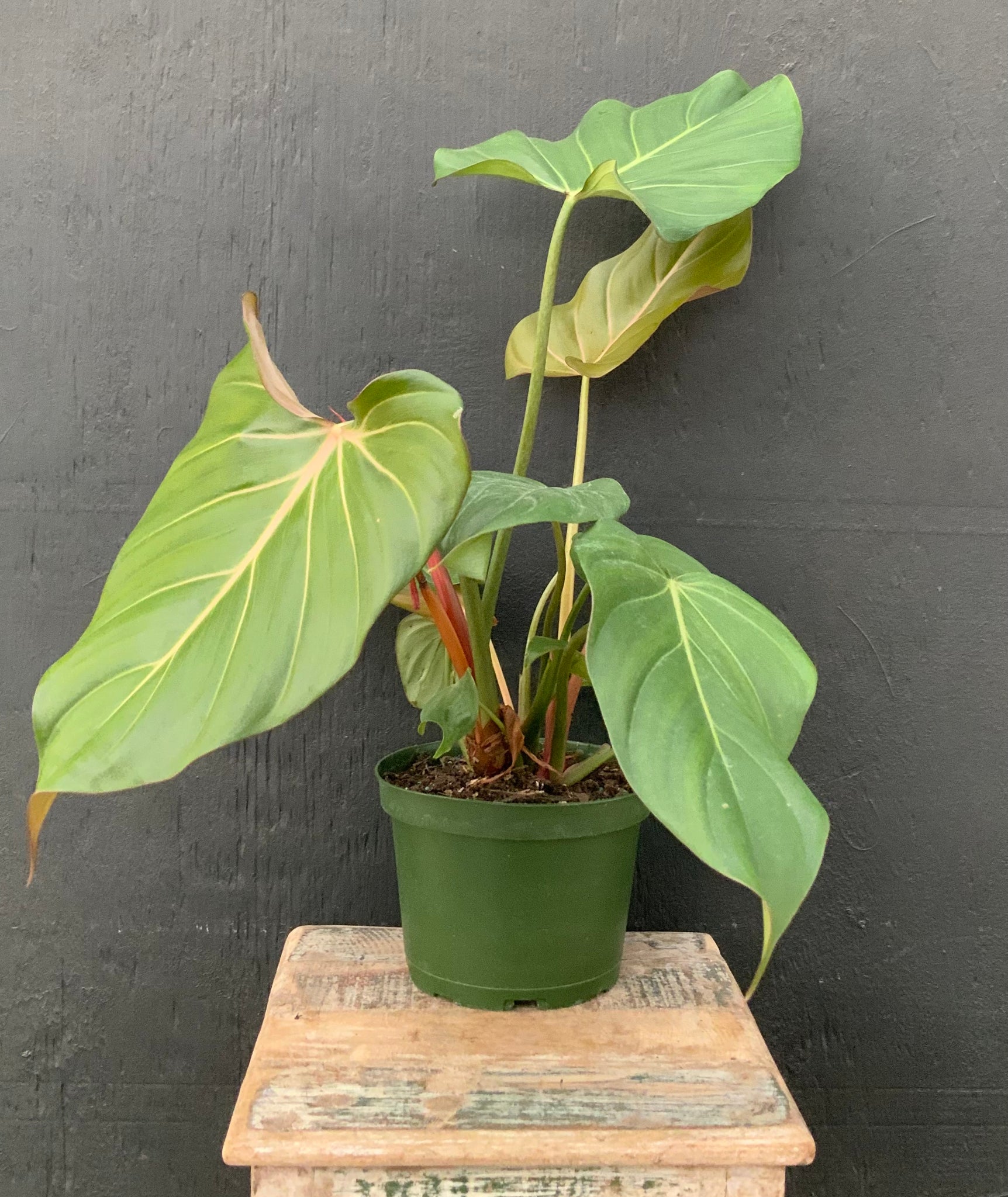 6in Philodendron Summer Glory