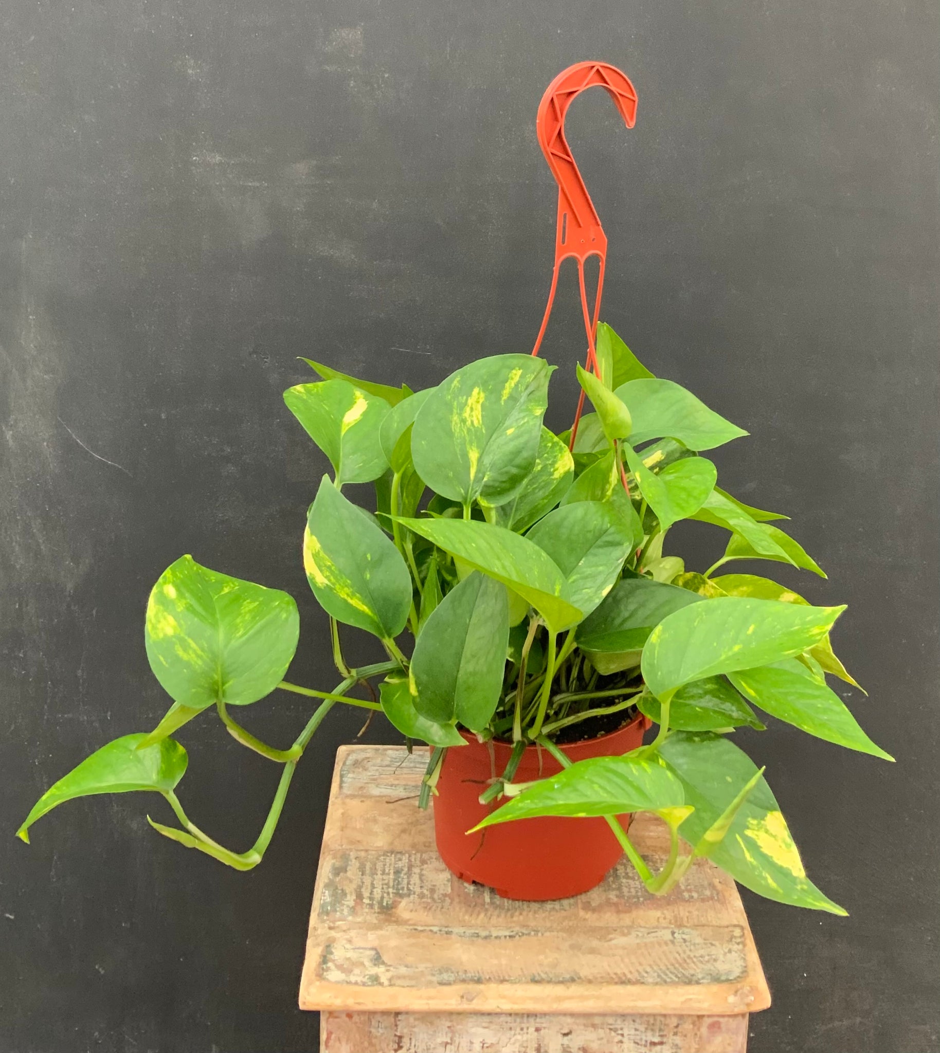 Golden Pothos