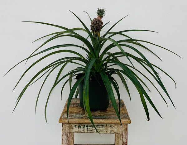 6in Mini Ornamental Pineapple Plants