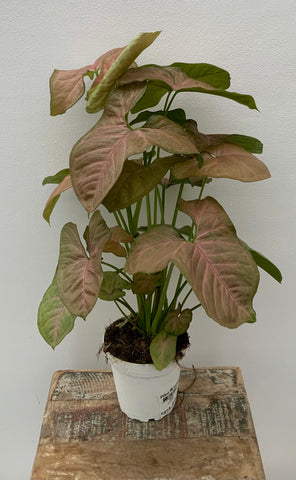 Pink Syngonium