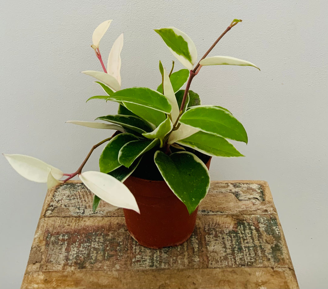 4in Hoya 'Krimson Queen'