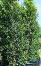 Load image into Gallery viewer, 25 Gallon Ficus Nitida Column
