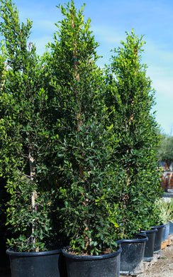 Outdoor Landscape Plants | Phoenix AZ | The Plant Stand – The Plant ...
