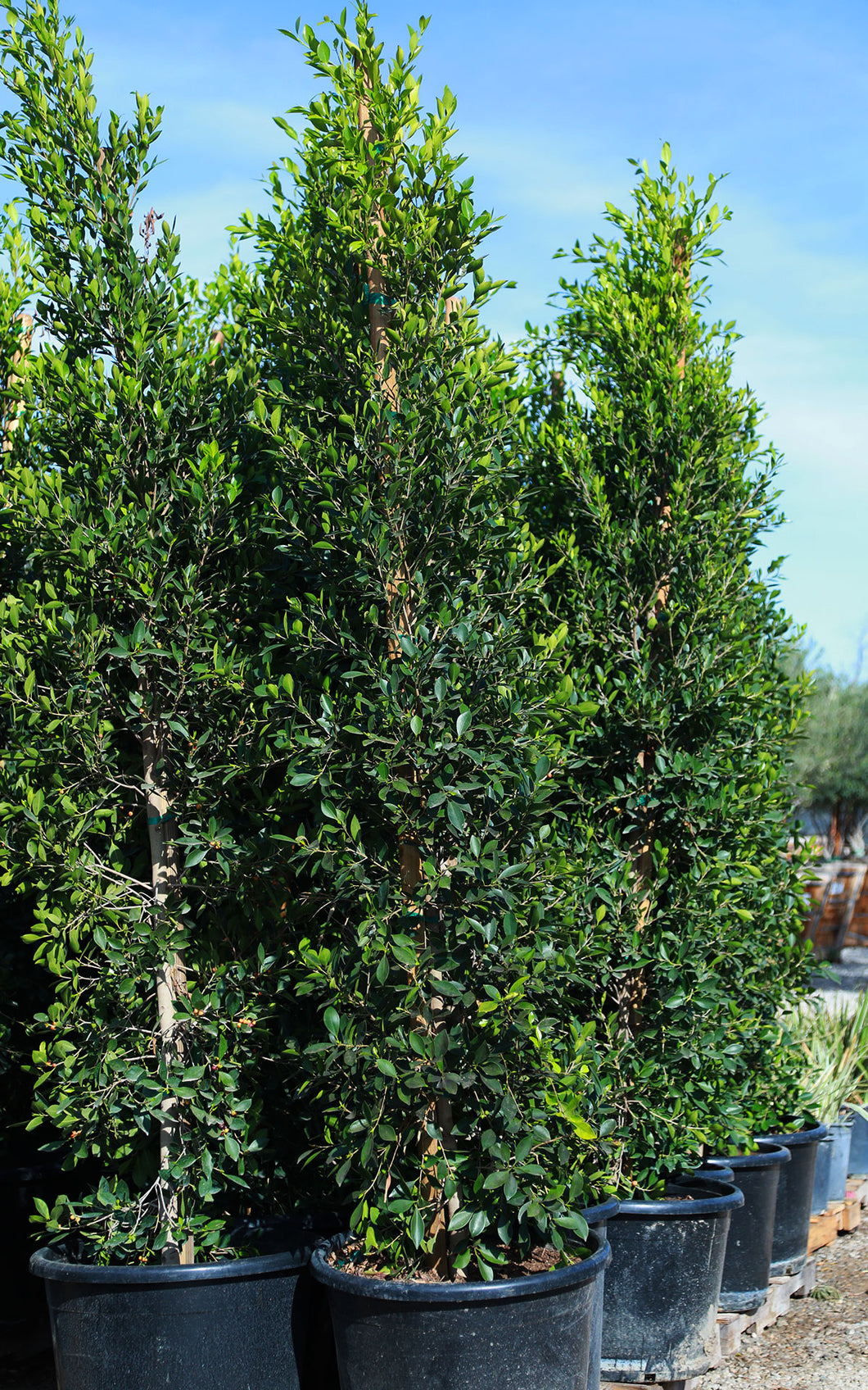 Ficus Nitida Columns Privacy Wall | The Plant Stand of Arizona