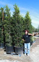 Load image into Gallery viewer, 25 Gallon Ficus Nitida Column
