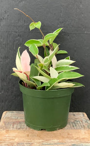 Hoya Carnosa Krimson Queen