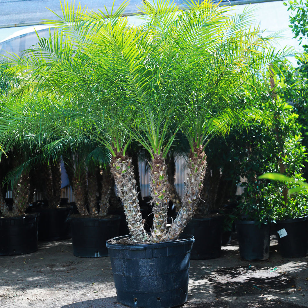 25gal Pygmy Date Palm – The Plant Stand of Arizona