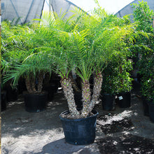 Load image into Gallery viewer, 25gal Pygmy Date Palm
